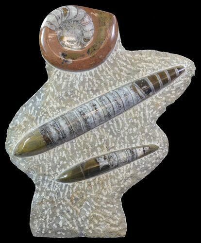 Fossil Goniatite & Orthoceras Sculpture - #62375